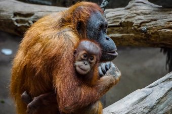 Pandadiplomácia után orangutándiplomácia? Majmokat tervez ajándékozni partnereinek egy ázsiai ország
