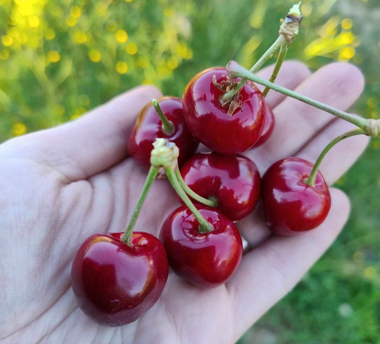 Igazi cseresznyeíze van a híres magyardécsei gyümölcsnek, közben elárasztja a romániai piacot a vízízű, vegyszerezett áru