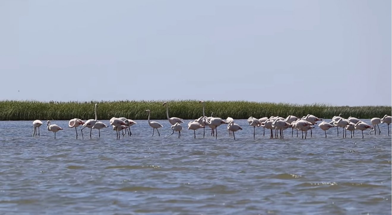 Rengeteg flamingó tart pihenőt a Duna-deltában, megeshet, hogy fészkelni is fognak