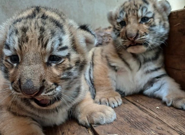 Kistigrisek születtek a nagyváradi állatkertben, örökbefogadójuk adhat nekik nevet