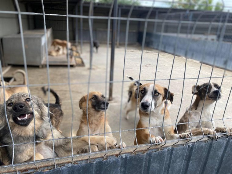 Hevenyészett kutyamenhelyről mentettek ki 70 ebet a Hunyad megyei rendőrök