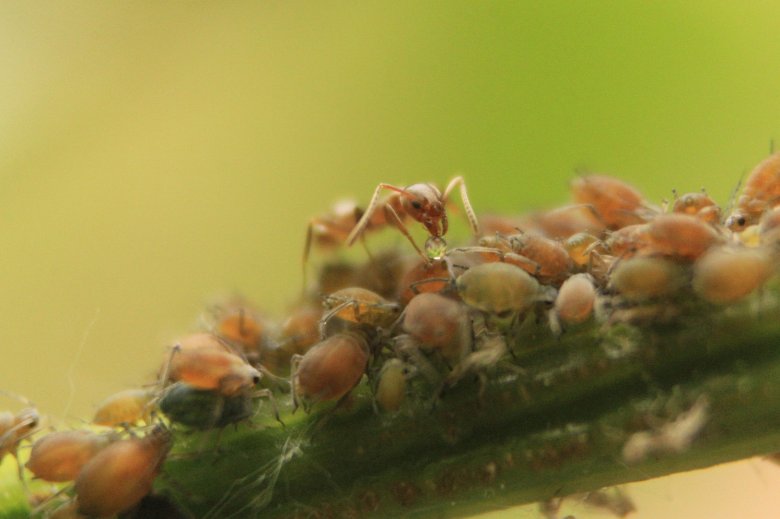 Hogyan modellezhető a hangyák táplálékszabályozása?