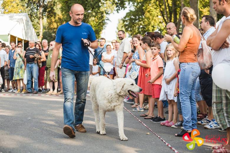 Magyar embernek magyar kutya – hasznos ebek, de simogatni is lehet