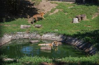 Hétpecsétes állatkerti titkok a néhai igazgatótól