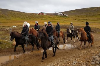 Meleg üdvözlet Jégföldről (2.): lovak és egyéb állatok