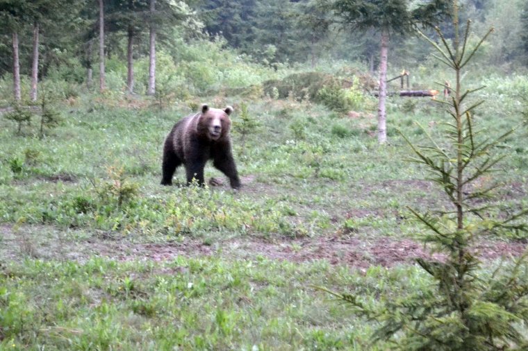 Falustársai figyelmeztetése ellenére közelítette meg és hergelte a vadállatot a kőrispataki medvetámadás áldozata
