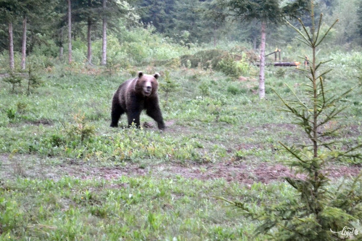 Falustársai figyelmeztetése ellenére közelítette meg és hergelte a vadállatot a kőrispataki medvetámadás áldozata