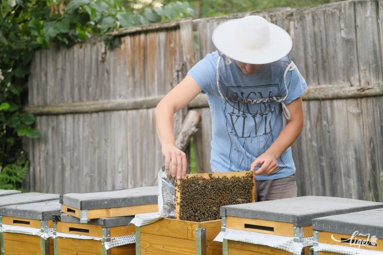 Nem annyira édes az erdélyi méhészek élete – A jövedelmezőség folyamatos csökkenését a méztermelők szakképzése ellensúlyozhatja