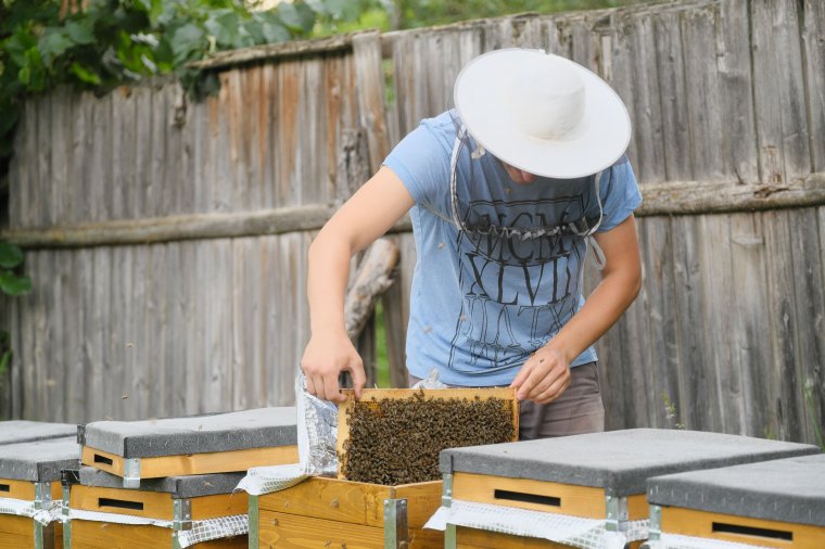 Olyan méhész is van, aki idén egyetlen kilogrammnyi mézet sem tudott termelni