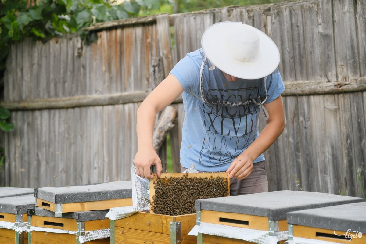 A vándorméhészetek, illetve az állománypótló méhgazdaságok tevékenységéhez biztosít eszköztámogatást az állam