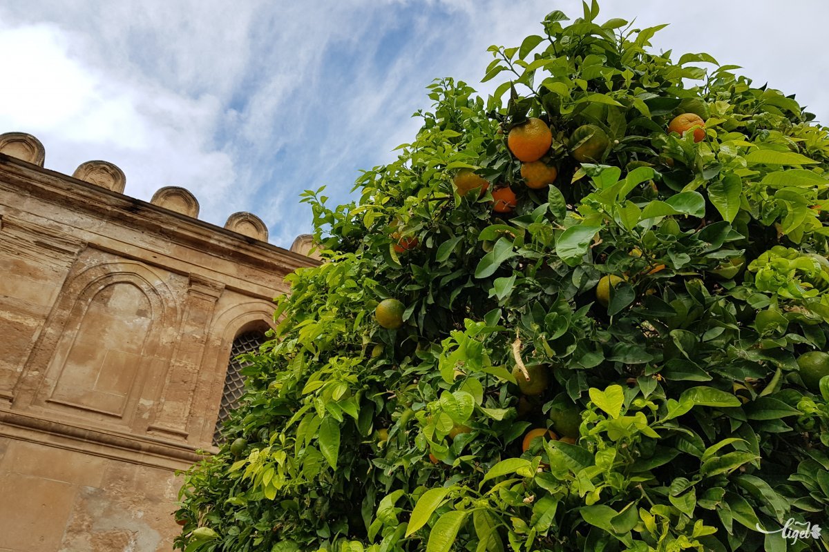 Akár a fáról szedhető a narancs •  Fotó: Rédai Attila