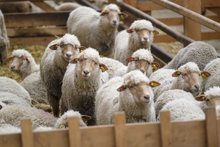 Elmaradnak a bárányvásárok: egyre csak terjed az afrikai sertéspestis Udvarhelyszéken