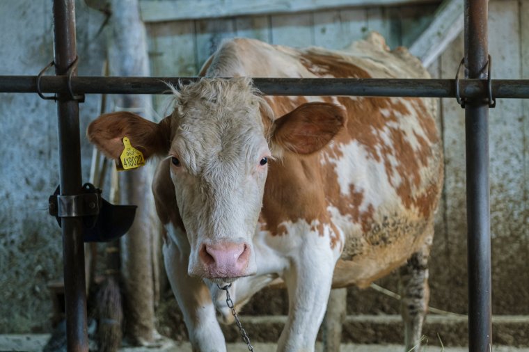 Ismét igényelhetik a gazdák a tejelő szarvasmarhák után járó pénzt, állatonként legkevesebb 73 eurót