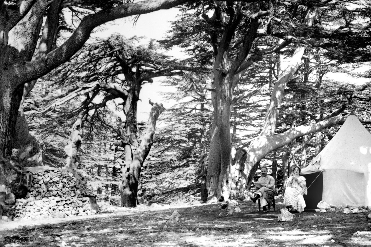 Libanoni sátrazók mögött balra középen a Magányos cédrus. A felvétel egy 1900–1920 között készült sztereófotó részlete •  Fotó: Library of Congress/G. Eric and Edith Matson