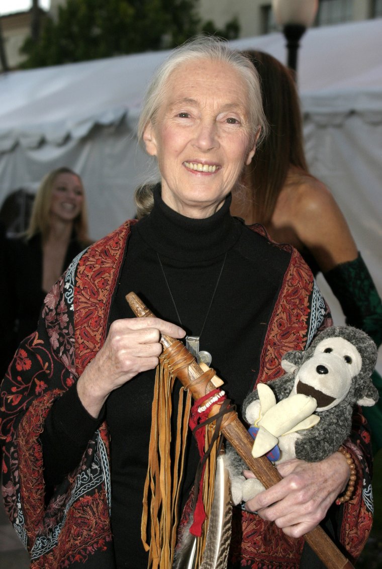 Jane Goodall: az úttörő, a korszakalkotó, a védelmező