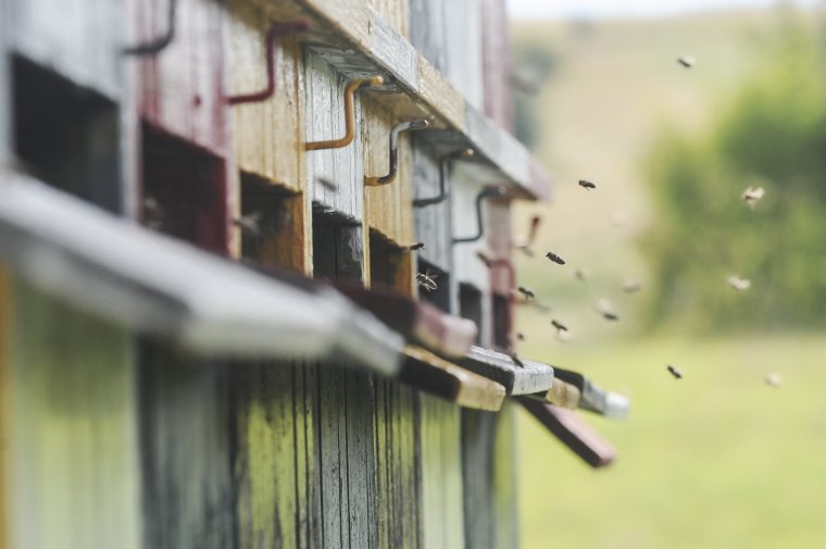 A méhek megmentéséért kongatja a vészharangot a Természetvédelmi Világalap, Romániában is online petíciót indított