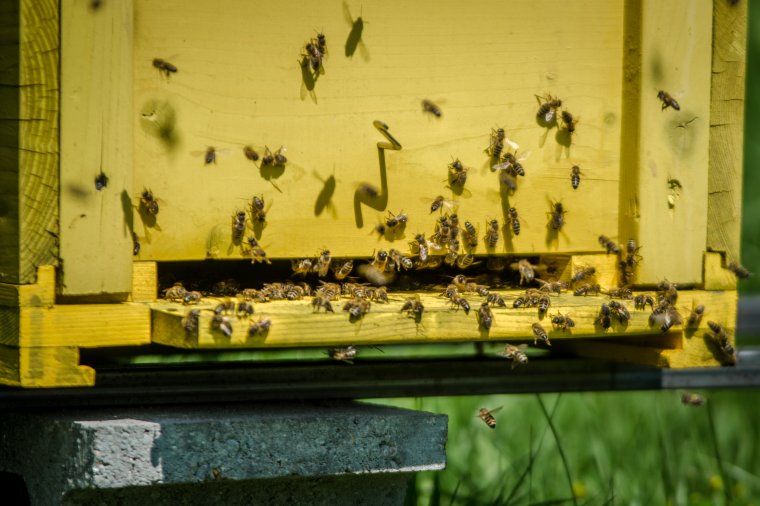 A méhészek péntektől igényelhetik a de minimis támogatást