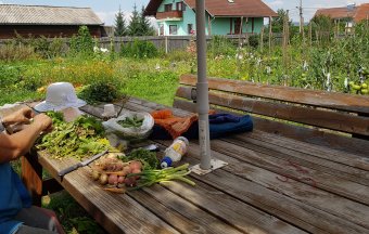 A termés mellett a közösségi kertészkedés örömét is ellopták