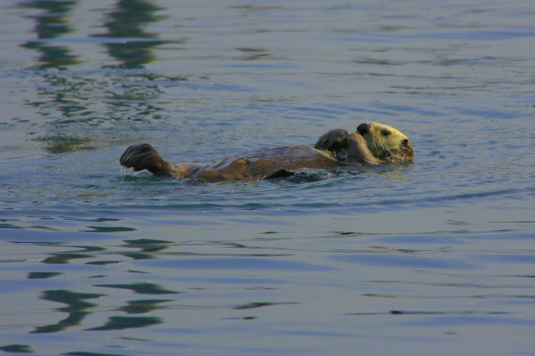 Szigorúan védett állatfaj telepedett vissza a Duna-deltába