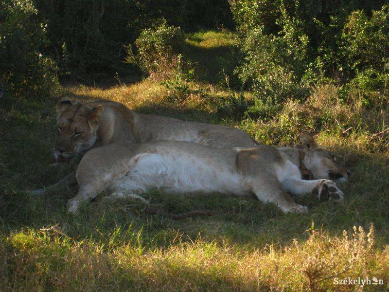 Két oroszlánt tartott az udvarán egy Mehedinți megyei férfi