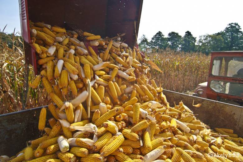 30 millió tonna gabona termett idén – Románia első helyen áll az Európai Unióban a kukorica- és napraforgótermés tekintetében