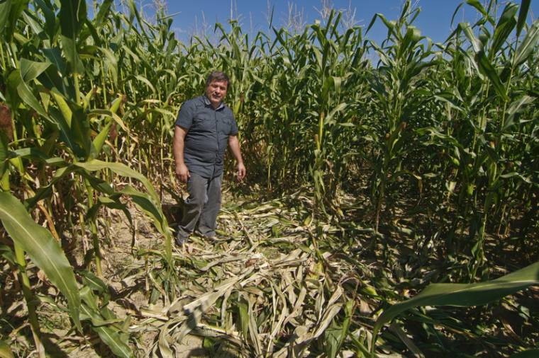 Perelik az oltyán gazdák a környezetvédelmi minisztériumot a vadkárok miatt