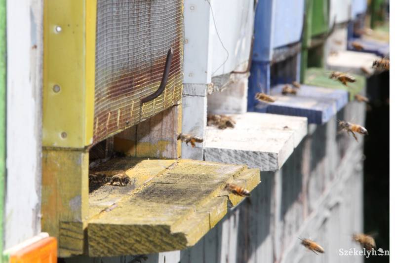 Közel százmillió lejt pályázhatnak meg a méhészek