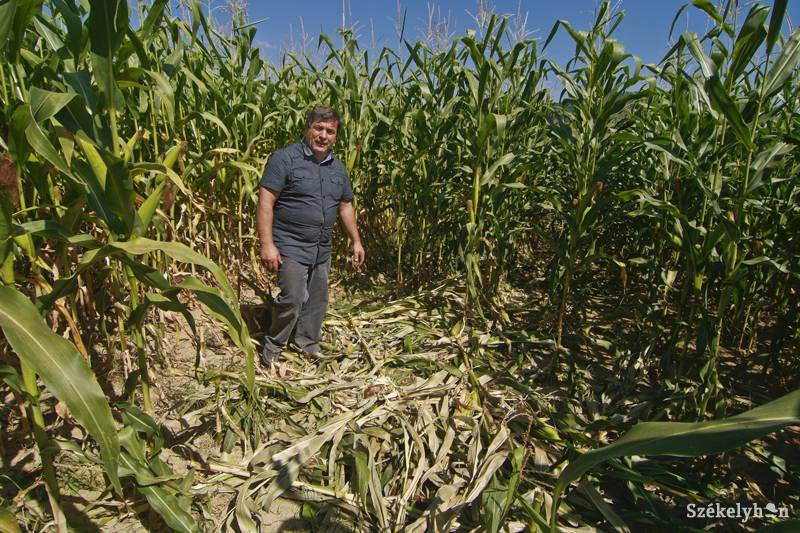 Perelik az oltyán gazdák a környezetvédelmi minisztériumot a vadkárok miatt