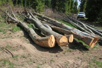 Hat erdész életébe került az elmúlt években az illegális fakitermelés, minisztériumi beavatkozást sürget a szakszervezet