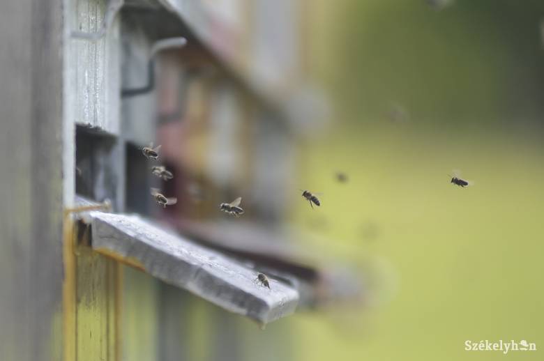 Halálra csíptek a méhek két embert Buzău megyében, egy harmadik személy súlyos állapotban van