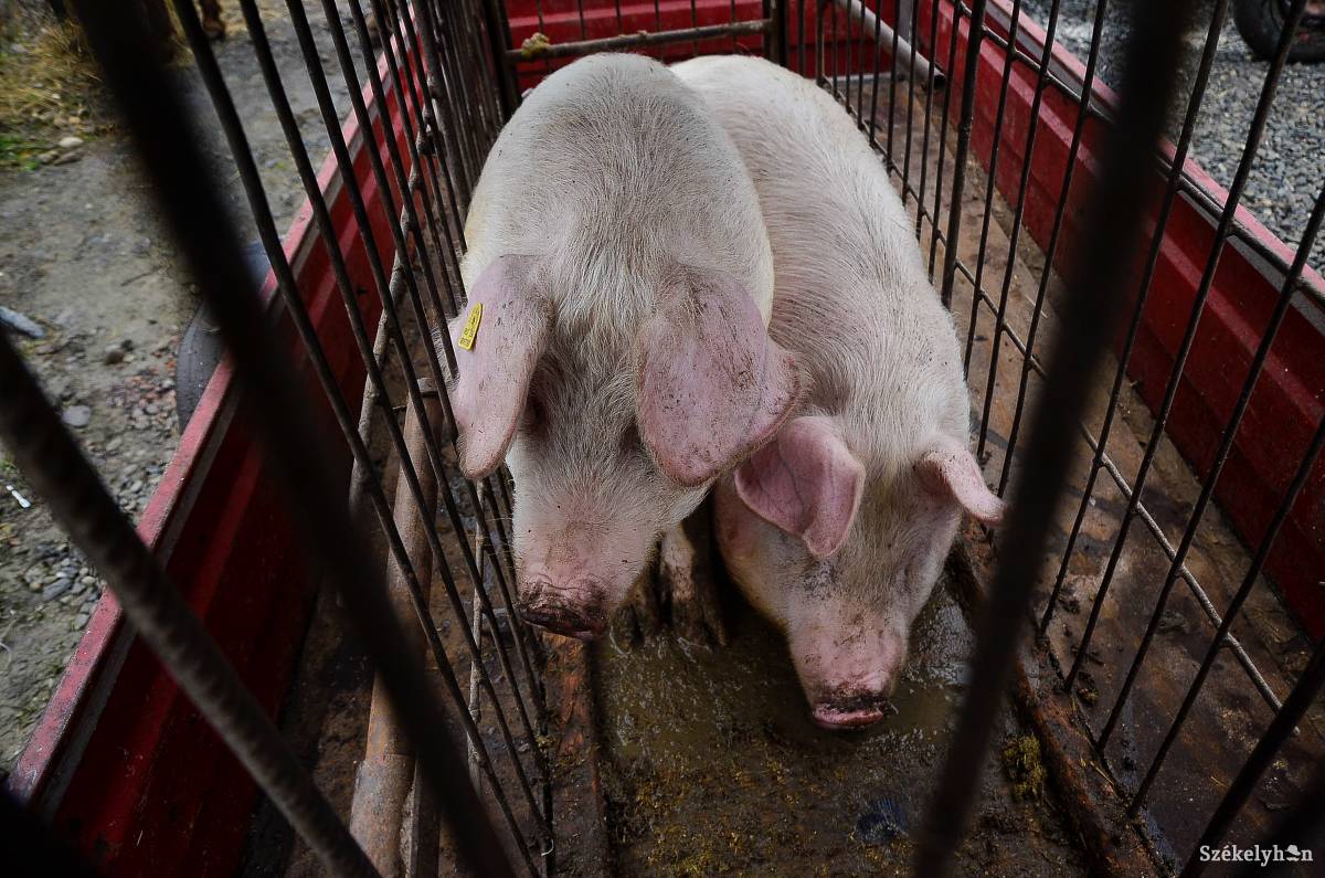 A törvénytelenség a nem fertőzött disznókat sem kíméli: elhamvasztották az állatokat