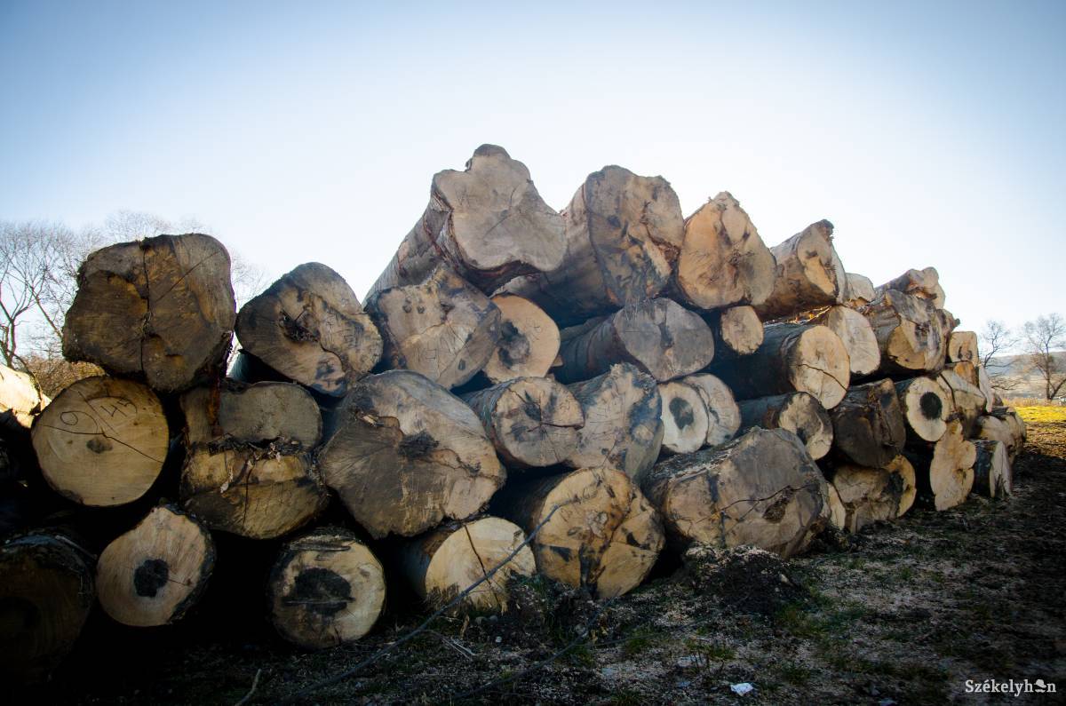 Olcsóbb lehet a fa: módosította a kormány a szabályzatot