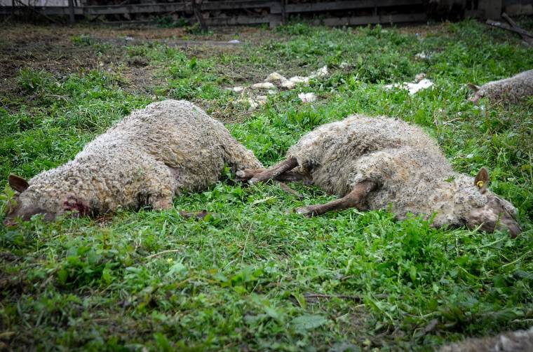 Közel száz juhot öltek meg farkasok és medvék idén Hargita megyében
