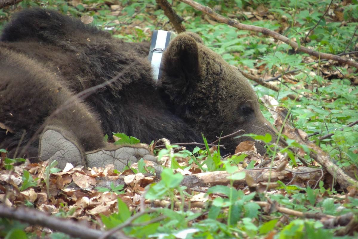 Bebizonyosodott: a jeladós medve maradványait találták meg