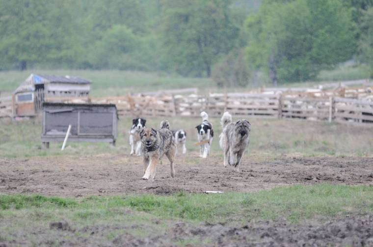 Új szabályok a legeltetésben, kitérve az agresszív pásztorkutyákra is