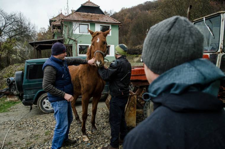 Kevésvérűségben szenvedő lovat azonosítottak Gyergyószéken
