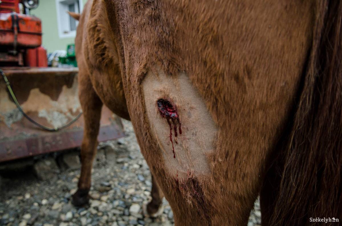 Értékes lovakat sebesítettek meg súlyosan a Szejkén