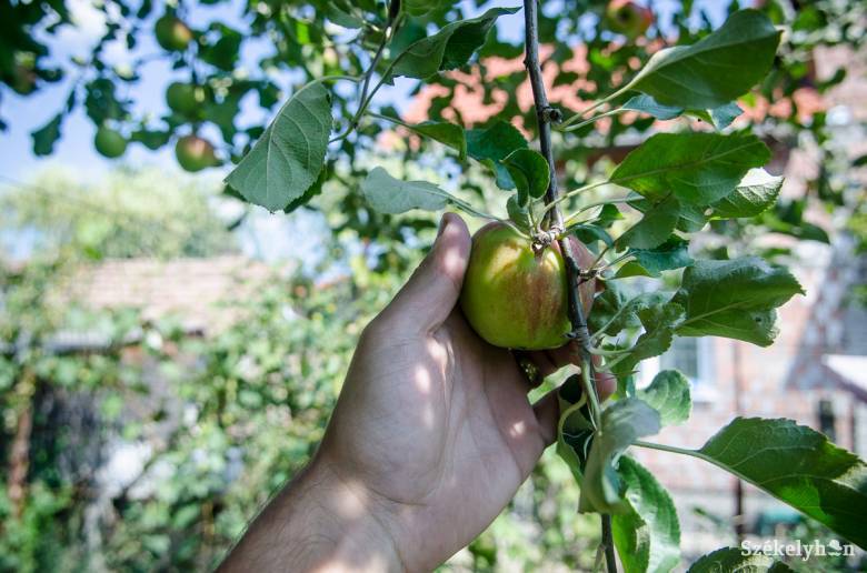 Hargita megyében 170 gyümölcsösre igényeltek állami támogatást