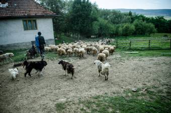 Nem vonzó a pásztorélet
