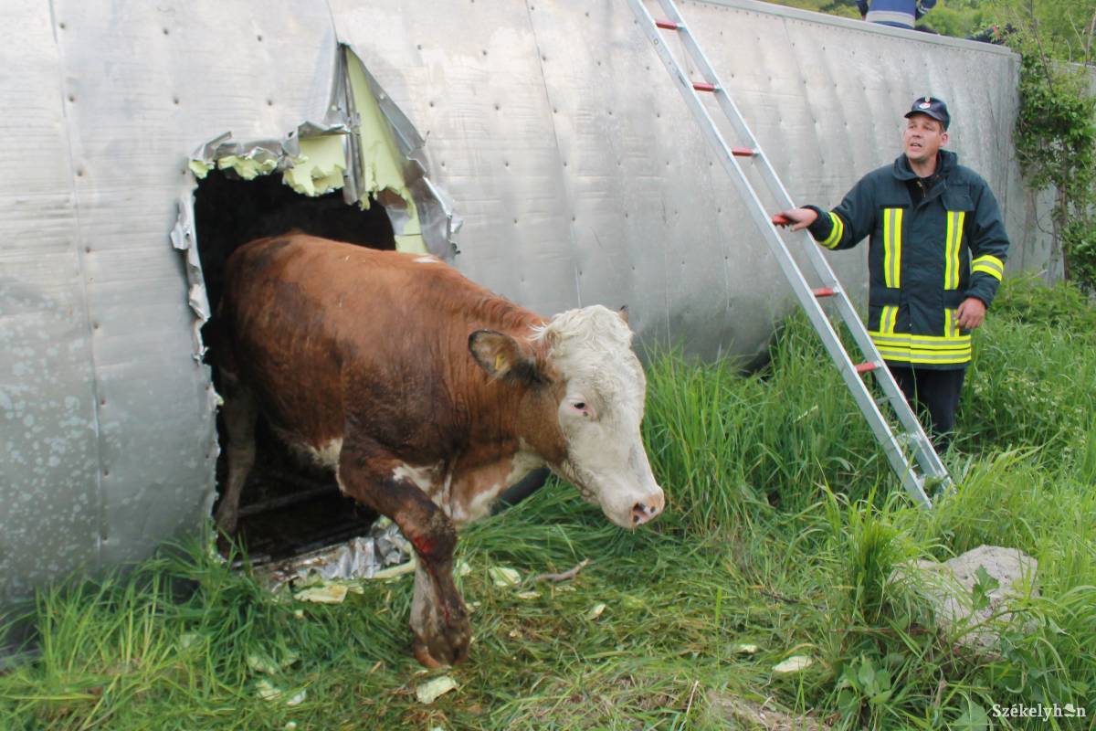Sérült szarvasmarhákat szabadítottak ki a raktérből