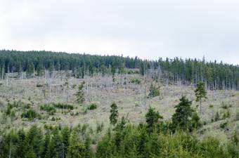 Túl szigorúnak tartják az erdészeti kihágásokért járó bírságokat