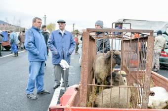 Nem bújnak báránybőrbe – Fokozott ellenőrzések húsvét előtt