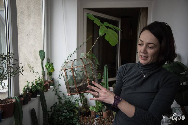 Kaktuszvárium a nappaliban, avagy hobbiból lett vállalkozás