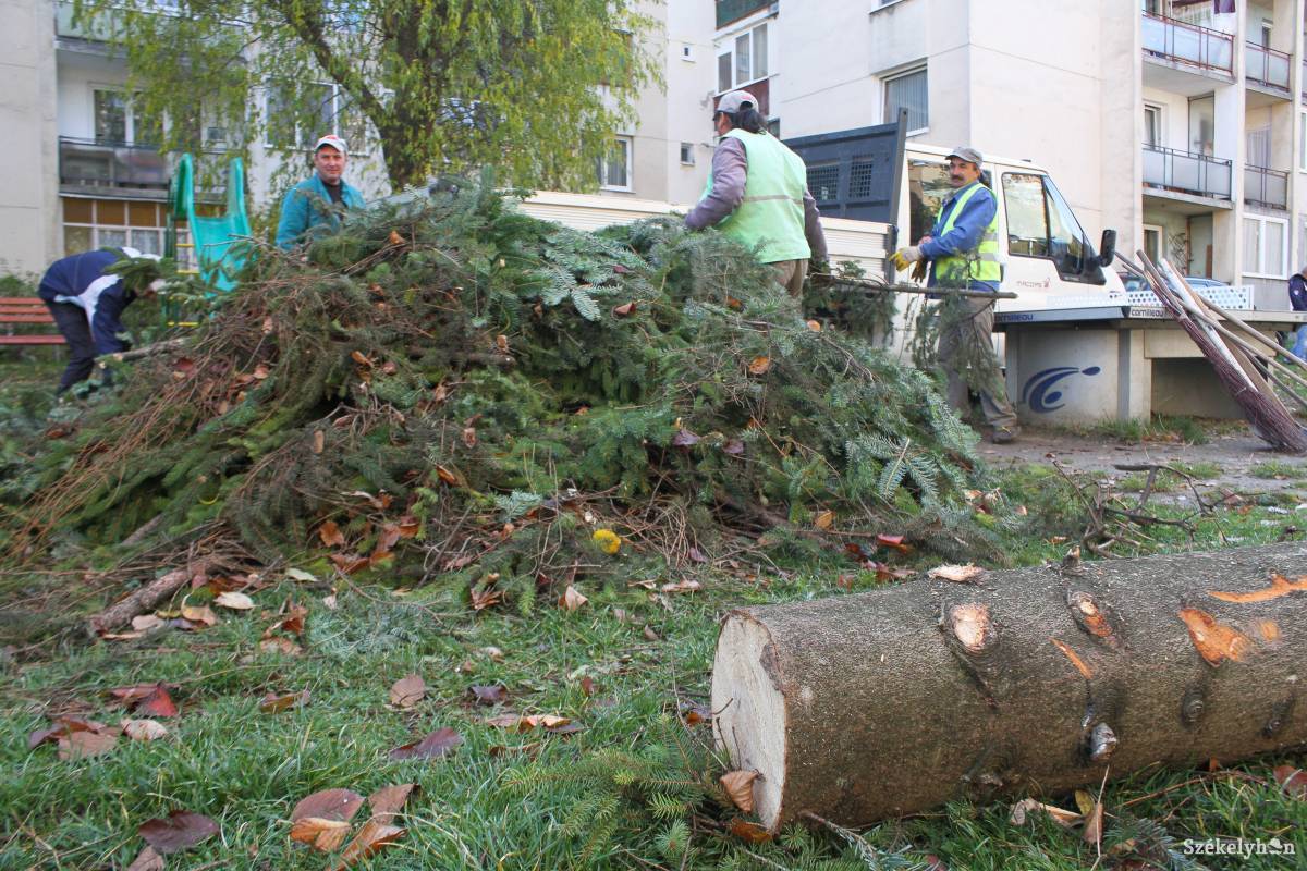 Közel hetven, veszélyesnek minősített fát vágtak ki Székelyudvarhelyen