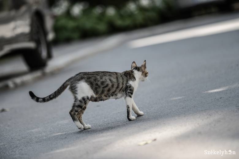 Állatkínzás miatt indult eljárás, miután egy gyerek ostorral vert egy megkötött macskát