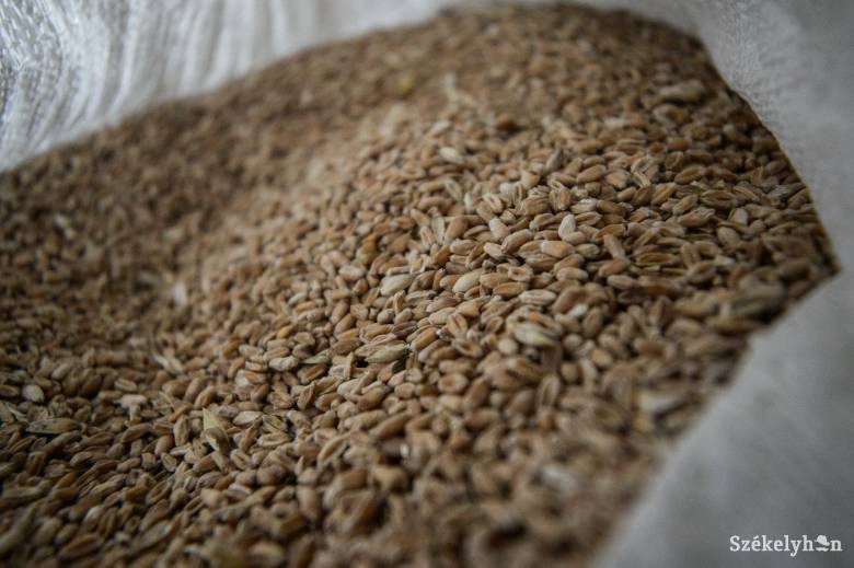Több tízezer tonna gabonát és napraforgót vittek ki az oroszok Luhanszk kormányzója szerint a megyéből