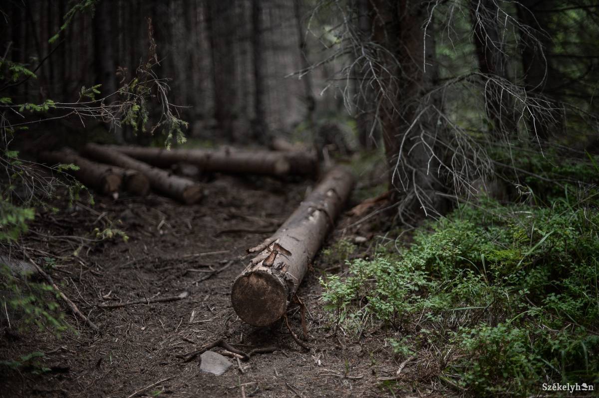 Újabb vádemelés az erdő-visszaszolgáltatási botrányban