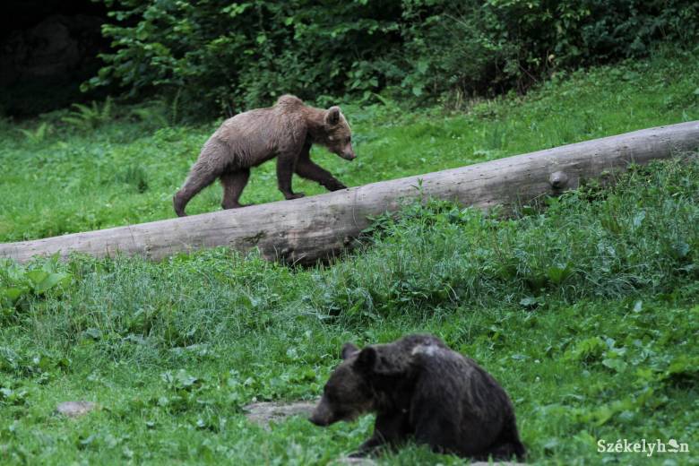 53,5 millió lejt fordítanak a medvepopuláció megfigyelésére