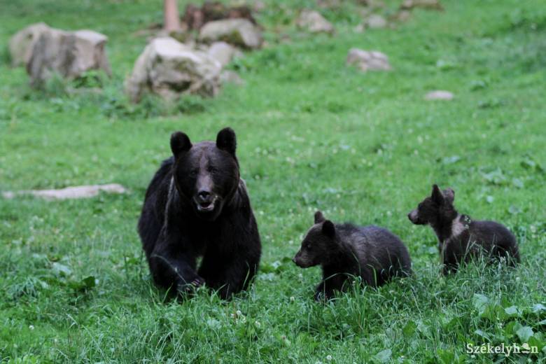 Legkevesebb kétezer medvének nem jut élőhely az országban – de inkább kétszer ennyinek
