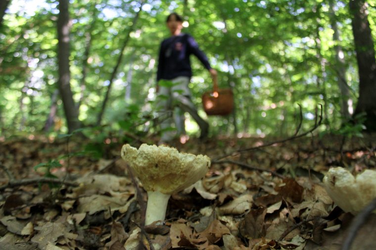 Őszi gombákat ismertető napot tartanak Sepsiszentgyörgyön